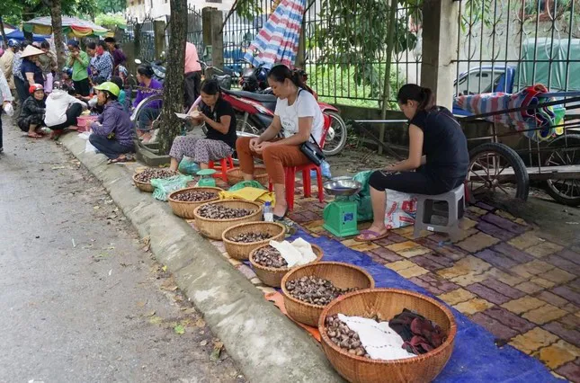 Hạt dẻ Trùng Khánh – đặc sản “ngọt bùi” của Cao Bằng