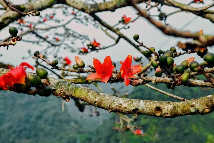 Những loài hoa tháng 3 không chỉ đẹp mà làm món ăn cực ngon, chế biến đơn giản