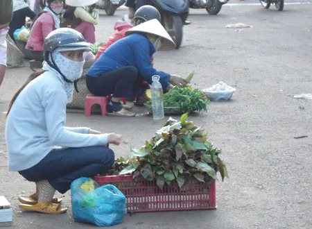 Cách làm rau dớn xào tỏi thơm ngon lạ miệng nhất định phải thử ngay