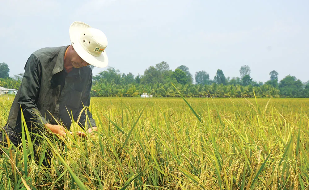 Dẻo thơm hạt nếp Phú Tân