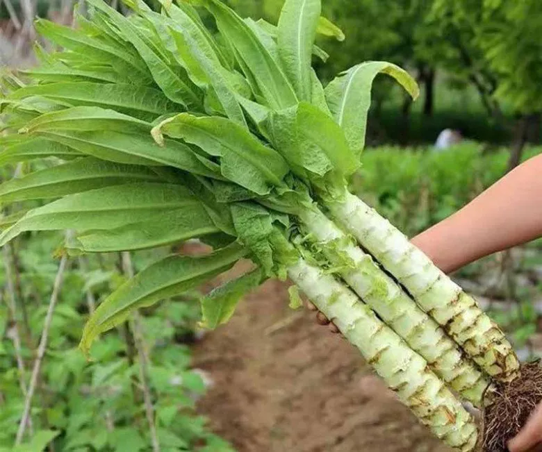 Giải ngán với món nộm rau tiến vua tôm thịt giòn sần sật, chua ngọt ăn cực đã