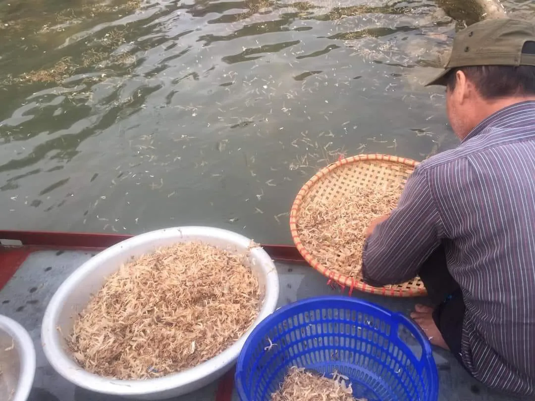 Loài côn trùng sống vài giờ, mỗi năm chỉ có một lần thành đặc sản bạc triệu ở Hà Nội