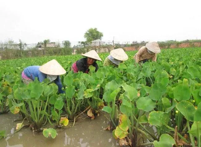 Loại rau dại giá 100.000 đồng/kg xưa không ai ăn, bỗng chốc được dân thành phố săn lùng vì ngon và sạch