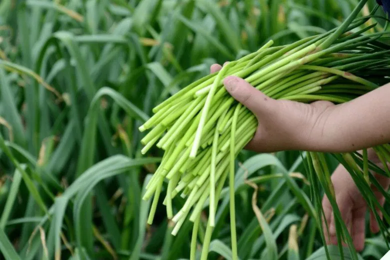 Loại rau tưởng chỉ để lấy củ ai ngờ phần thân là kho dinh dưỡng, vitamin C cao ngất ngưởng, không biết ăn thì quá tiếc