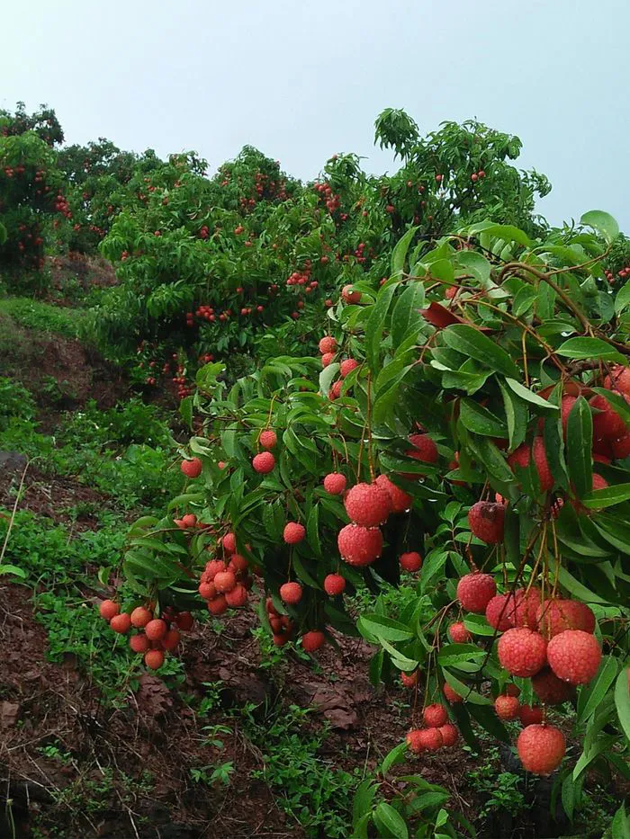 Top 5 đặc sản Bắc Giang thơm ngon, hấp dẫn du khách