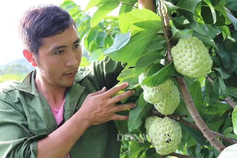 8 loại quả siêu to khổng lồ làm mưa làm gió trên thị trường Việt