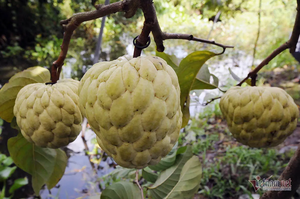 Bắt ôc bươu vàng trong mùa nước nổi