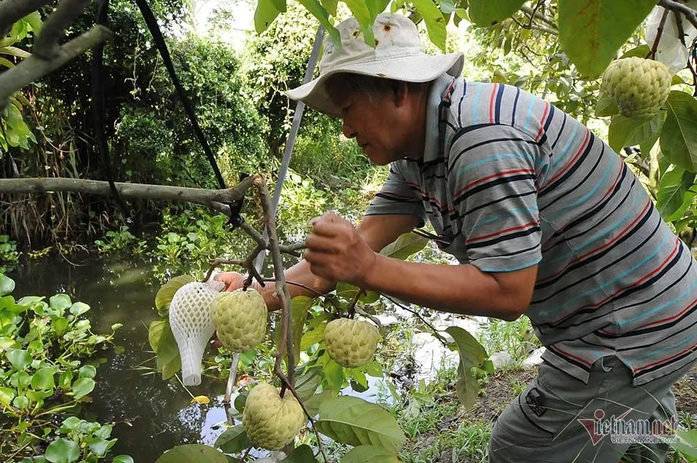 Bắt ôc bươu vàng trong mùa nước nổi