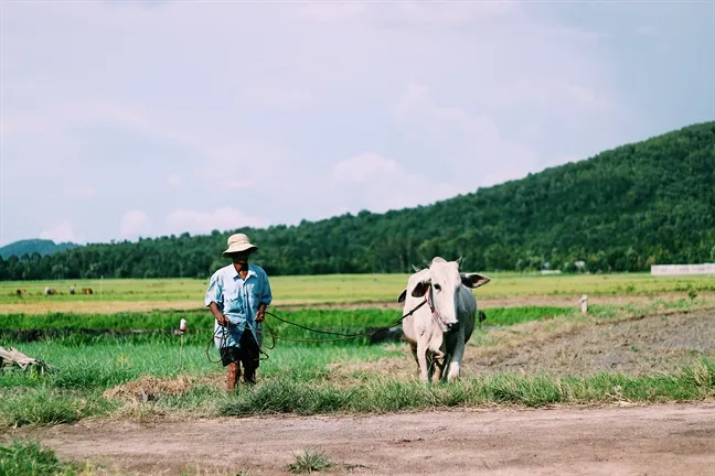 Gà đốt lá chúc: Lạ mà quen, quen mà lạ