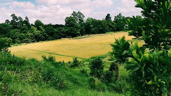 Gà đốt lá chúc: Lạ mà quen, quen mà lạ