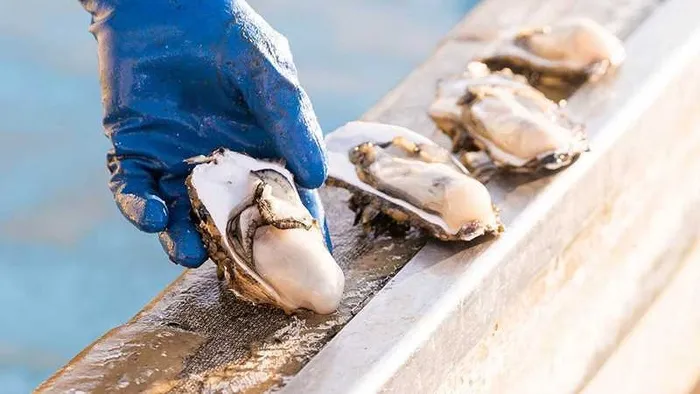 Hàu đừng chỉ nướng hay hấp nhàm chán, đem xào theo 3 cách này mềm béo mà không ngấy, đảm bảo chồng ‘mê như điếu đổ’