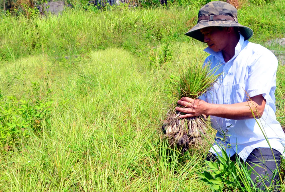 Kiệu đảo Ngọc Vừng