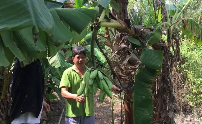 Nhớ chuối sáp ngào đường Năm Căn