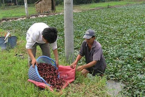 Nhớ mùa ấu quê nhà