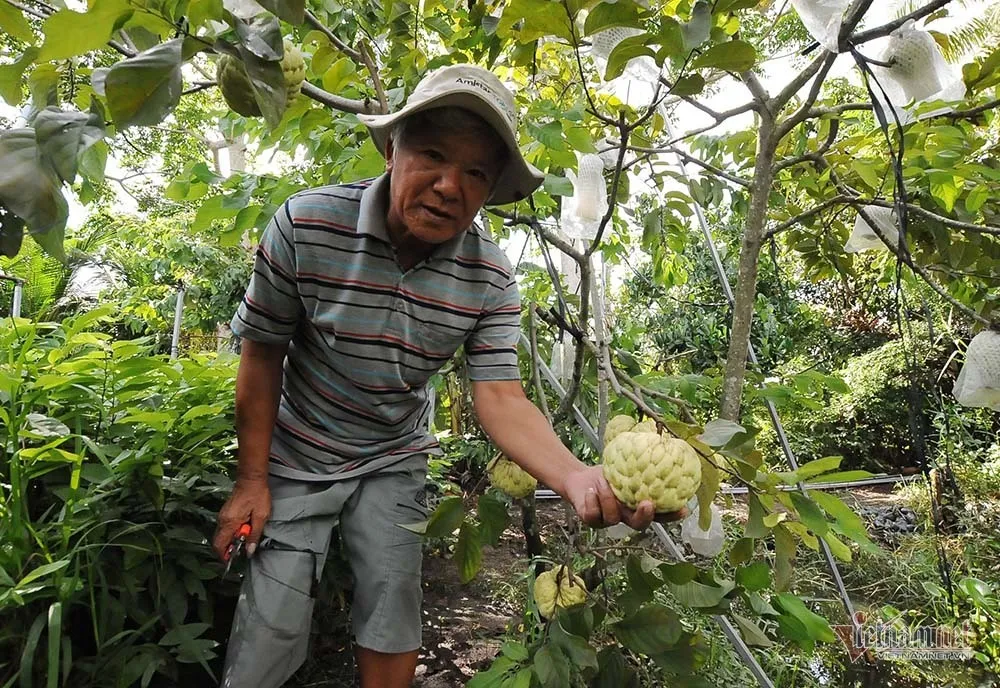 Vét hết vàng mua cây na trái siêu to khổng lồ nặng 1,5kg