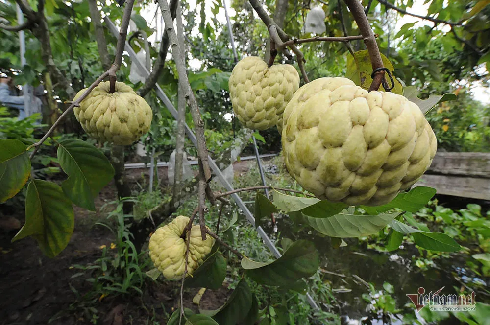 Vét hết vàng mua cây na trái siêu to khổng lồ nặng 1,5kg