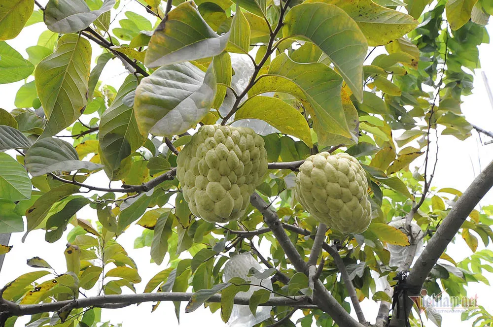 Vét hết vàng mua cây na trái siêu to khổng lồ nặng 1,5kg